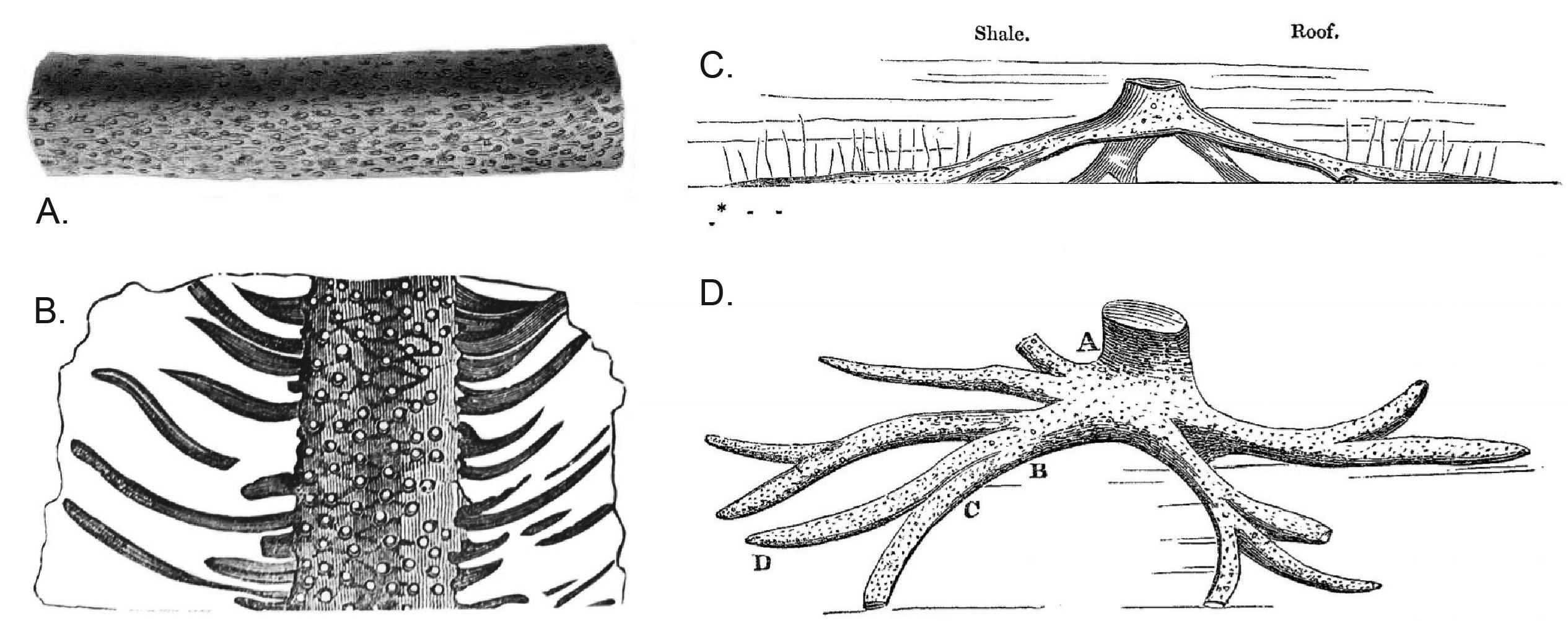 Examples of historical illustrations of Stigmaria.